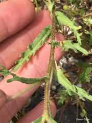 Layia pentachaeta albida