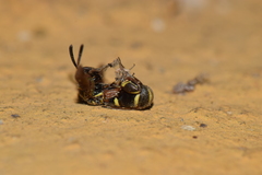 Leucospis
