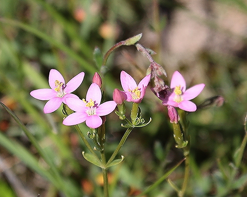 Centauries from Monbulk VIC 3793, Australia on October 15, 2023 at 09: ...