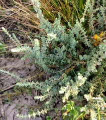 Atriplex matamorensis