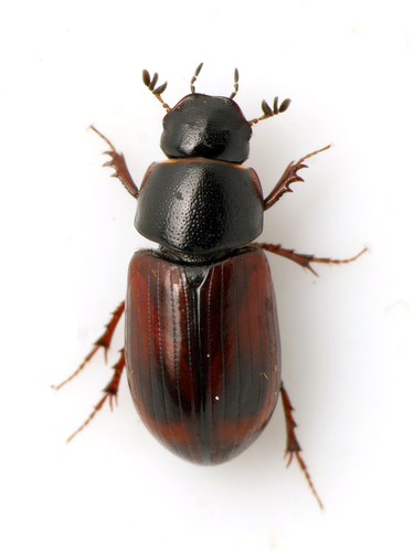 Planolinus fasciatus