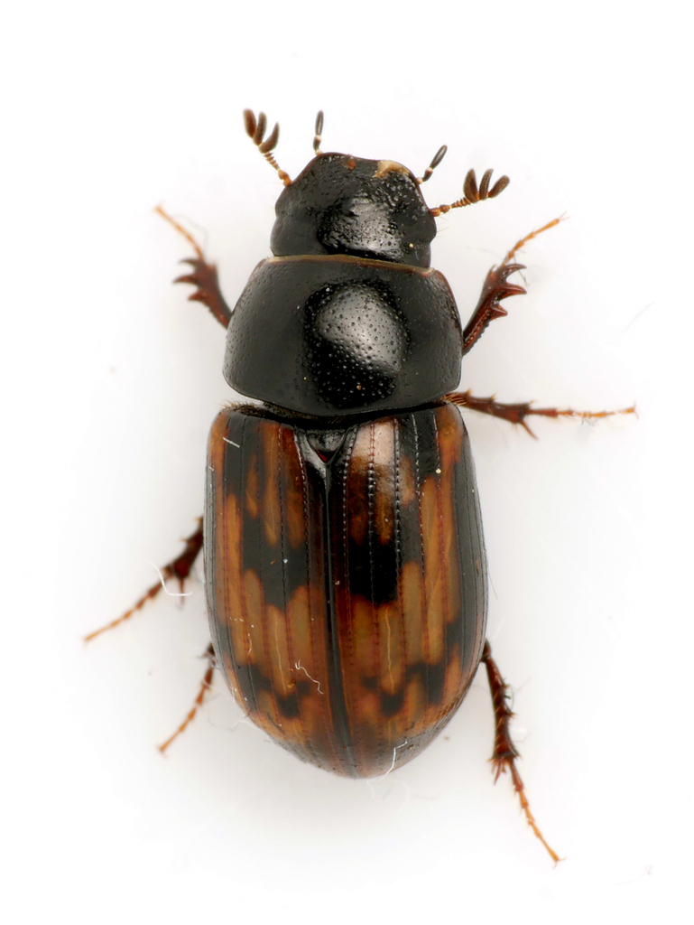 Chilothorax paykulli