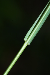 Poa sichotensis