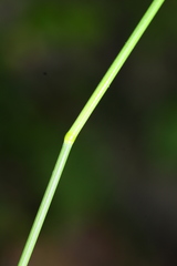 Poa sichotensis