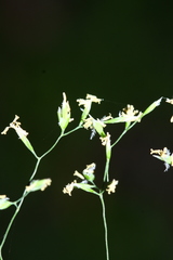 Poa sichotensis