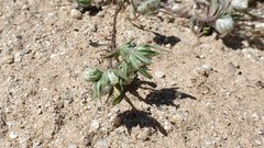 Stylocline micropoides