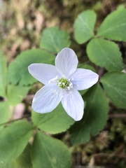 Anemonoides