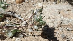 Stylocline micropoides