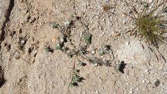 Stylocline micropoides