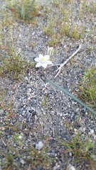 Muilla coronata
