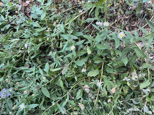 Symphyotrichum greatae, photograph 4