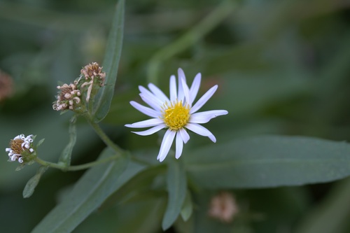 Symphyotrichum greatae, photograph 3
