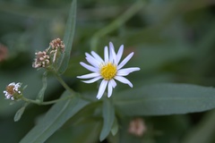 (c) nmoorhatch, some rights reserved (CC BY) Symphyotrichum greatae, photograph (c) nmoorhatch, some rights reserved (CC BY)