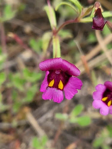 Image of Erythranthe discolor by (c) Nicole, some rights reserved (CC BY)