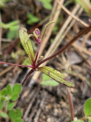 Image of Erythranthe discolor by (c) Nicole, some rights reserved (CC BY)