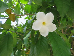 Tabernaemontana litoralis