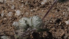 Stylocline micropoides