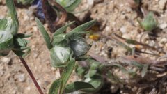 Stylocline micropoides