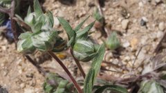 Stylocline micropoides