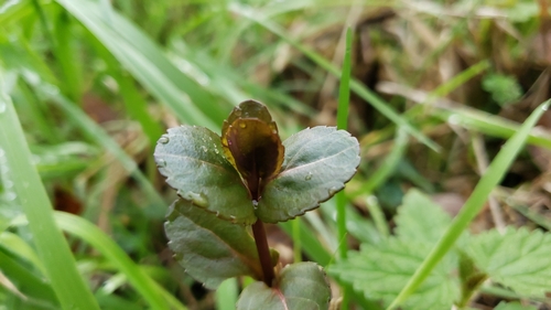 Veronica americana iNat (1)