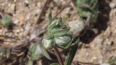 Stylocline micropoides