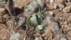 Stylocline micropoides