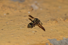 Leucospis