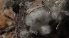 Stylocline micropoides