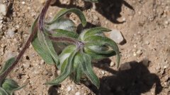 Stylocline micropoides