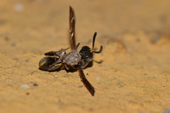 Leucospis