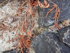 Potentilla litoralis