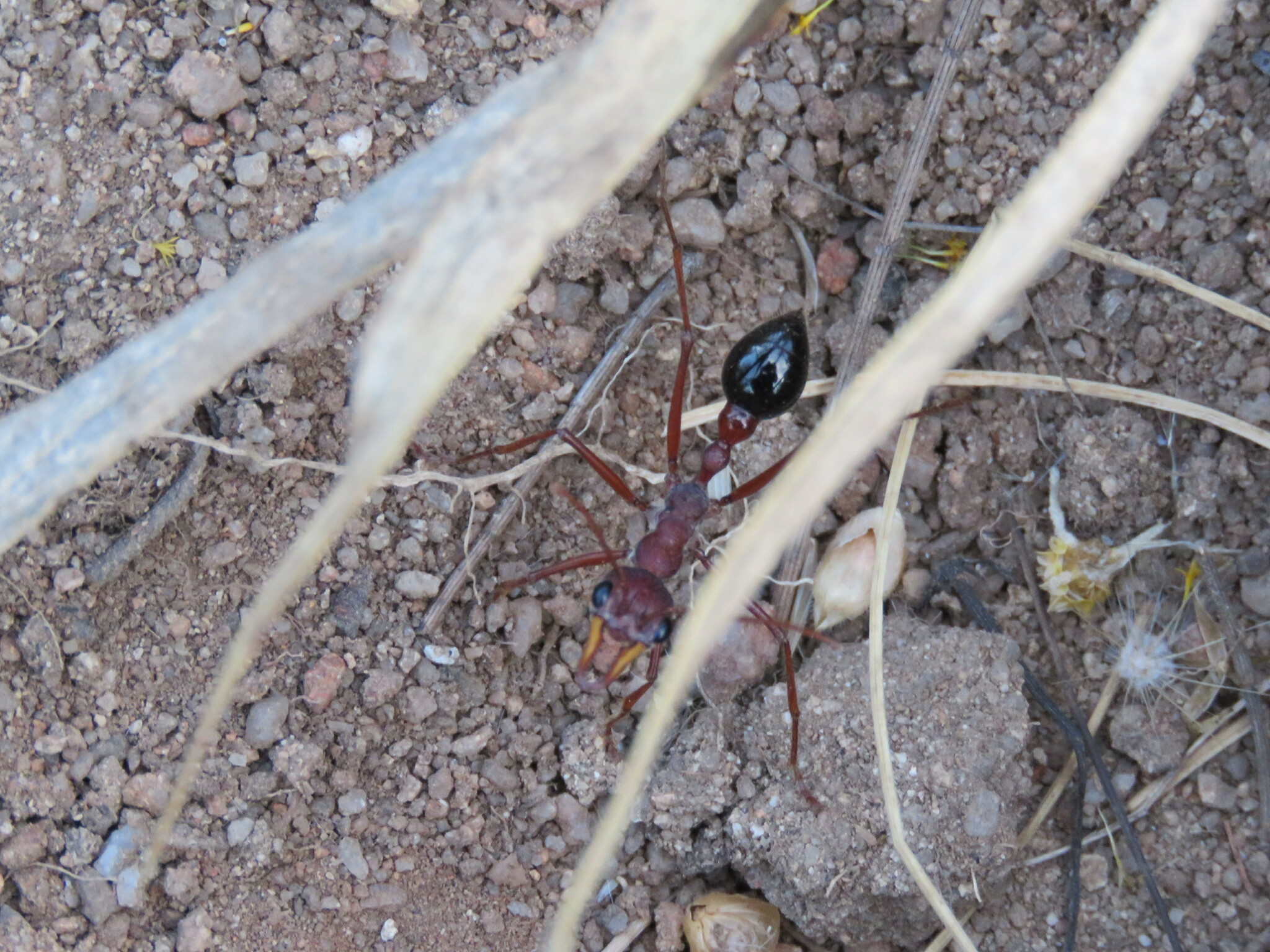 Myrmecia fulgida