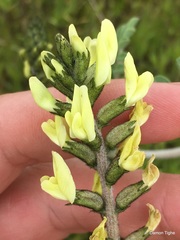 Astragalus lentiginosus nigricalycis