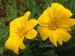 Wyethia