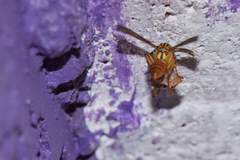 Mischocyttarus mexicanus