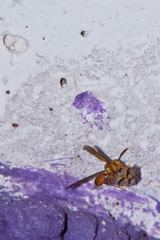 Mischocyttarus mexicanus