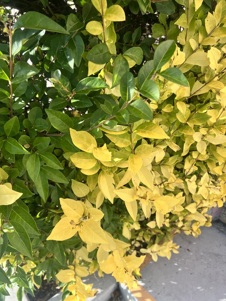 garden privet from Hillcrest Dr, Daly City, CA, US on November 12, 2023