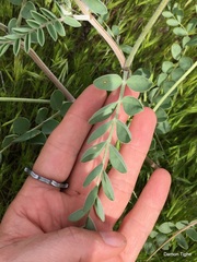 Astragalus lentiginosus nigricalycis