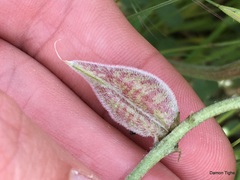 Astragalus lentiginosus nigricalycis