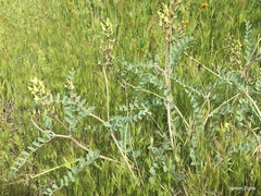 Astragalus lentiginosus nigricalycis