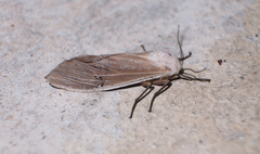Creatonotos transiens vacillans