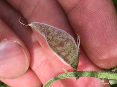 Astragalus lentiginosus nigricalycis