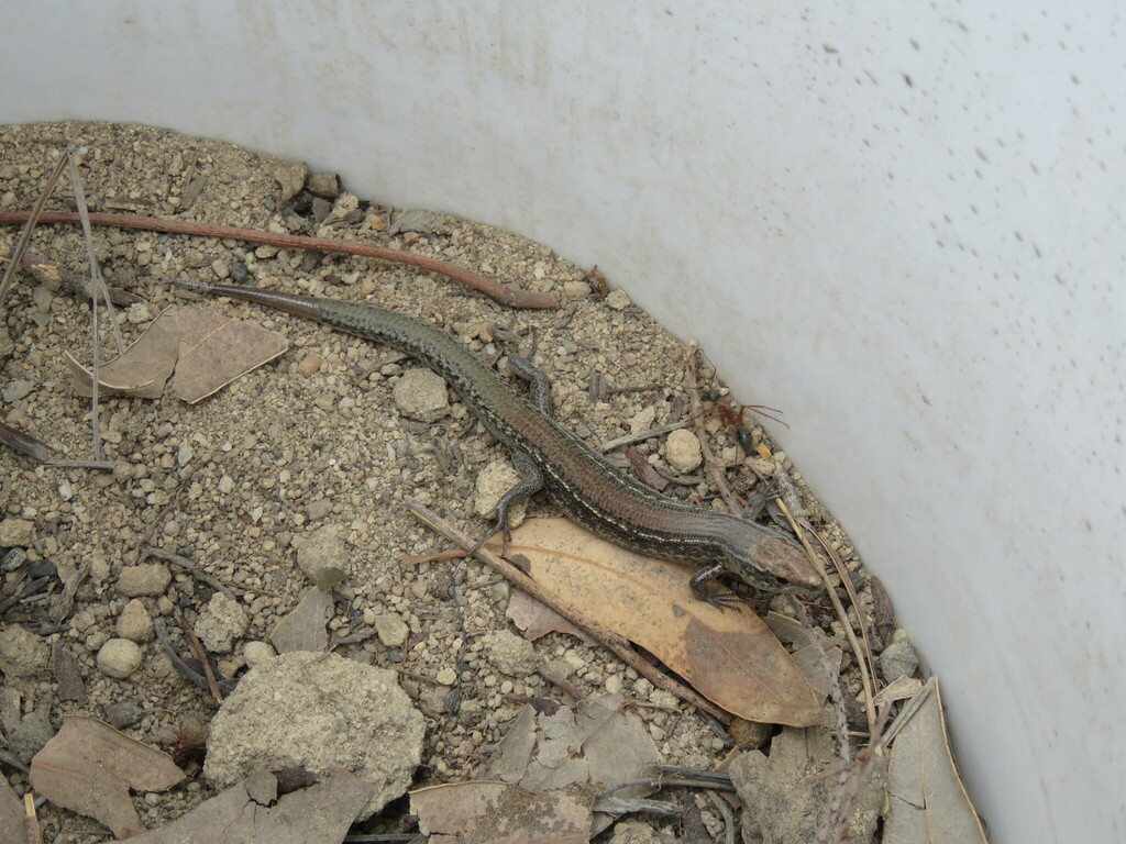 Darling Range South-West Ctenotus