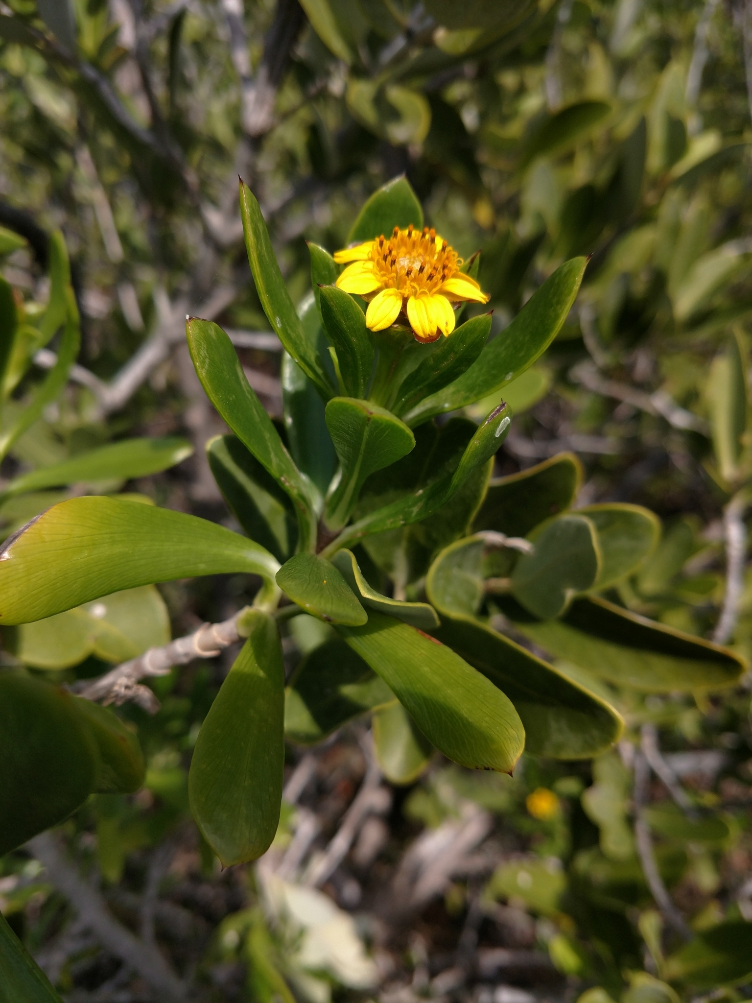 Borrichia arborescens