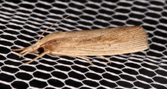 Calamotropha leptogrammellus