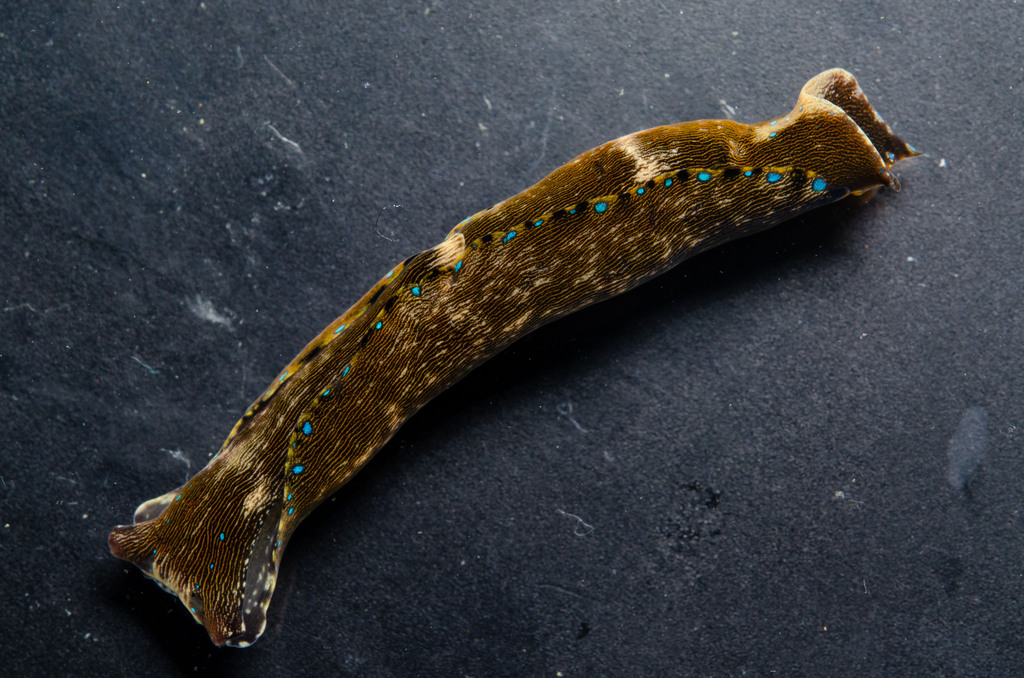 Navanax gemmatus