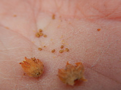 Potentilla litoralis