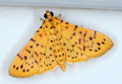 Conogethes