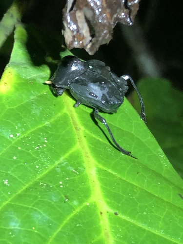 Deltochilum carinatum