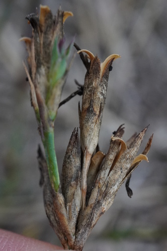 Image of Dianthus giganteiformis by (c) Patrick Hacker, some rights reserved (CC BY)